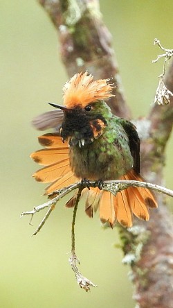 Spangled Coquette Hummingbird perched in Buglas Birding Reserve, Limón Indanza, Ecuador