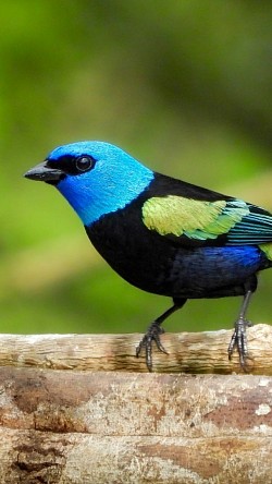 Blue-necked Tanager