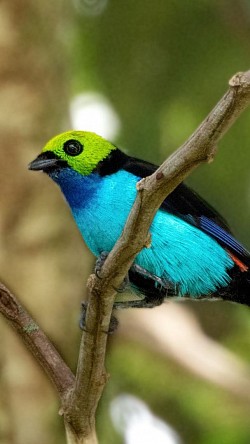 Paradise Tanager