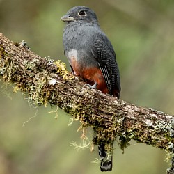 Blue-crowned Trogon