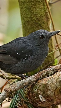 Spot-winged Antbird