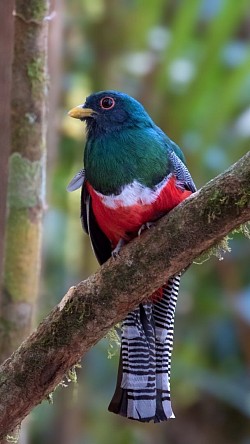 Collered Trogon