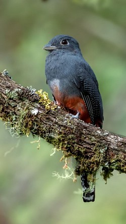 Blue-crowned Trogon Female