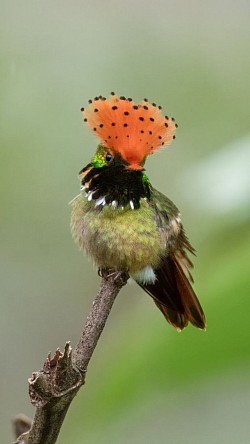 Spangled Coquette