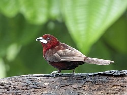 Silver-beaked Tanager