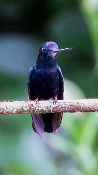 Blue-crowned Lancebill